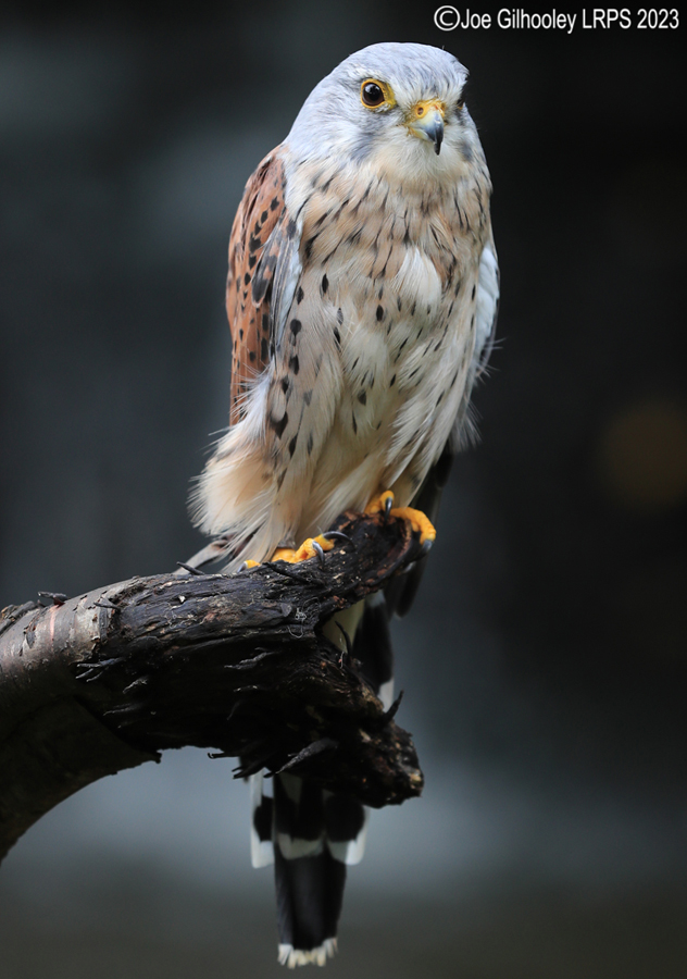 Male Kestrel