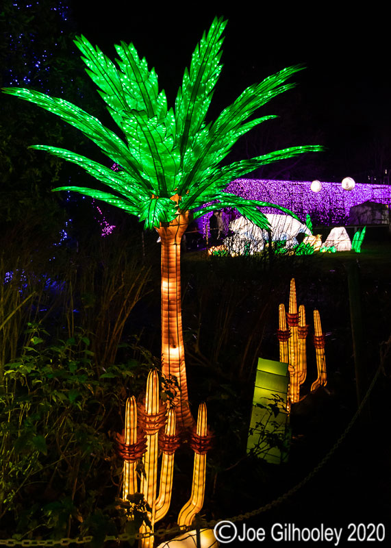 Gaint Lanterns Edinburgh Zoo