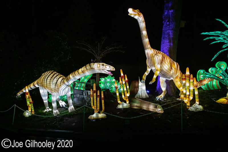 Gaint Lanterns Edinburgh Zoo
