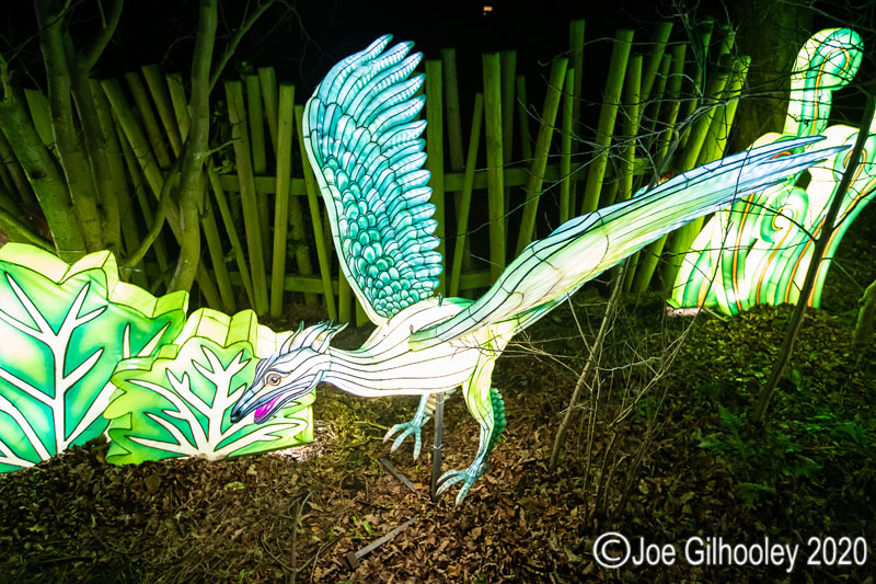 Gaint Lanterns Edinburgh Zoo