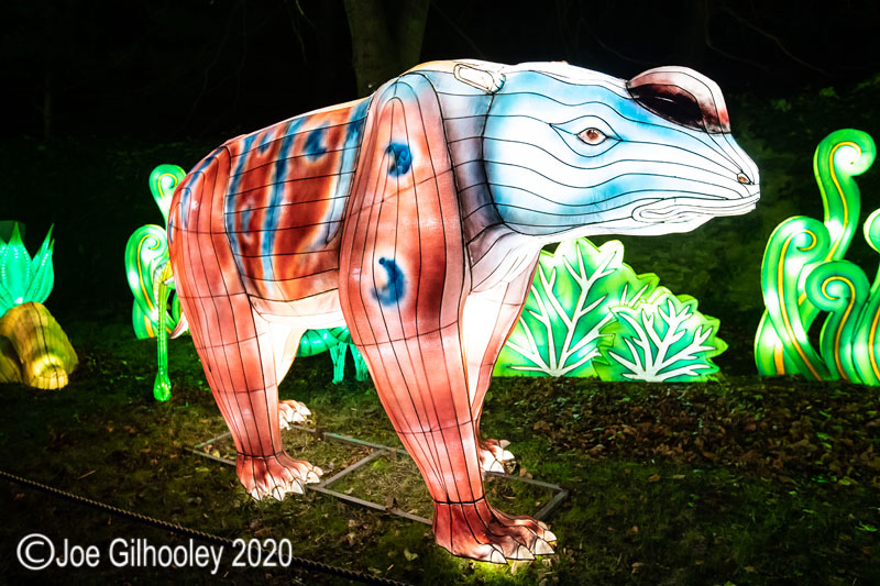 Gaint Lanterns Edinburgh Zoo