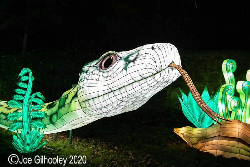 Gaint Lanterns Edinburgh Zoo
