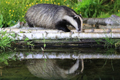 European Badgers Reflections 22nd June 2022