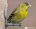 Wild Birds in our garden 7th March 2017