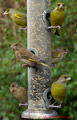 Greenfinches in garden 