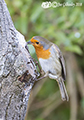 Birds in our garden 11th February 2018