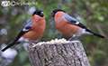 Wild Birds in our garden - 21st January 2018