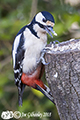 Birds in our garden 24th February 2018