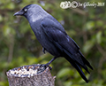 Jackdaw in our garden 7th April 2018