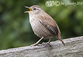 Wren & Dunnock in our garden 30th March 2018