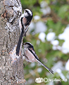 Long Tailed Tits  in our garden 2nd March 2018 