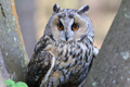 Long Eared Owl 31st March 2024