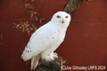 Snowy Owl at Haggerston Castle 31st March 2024