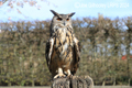 Eagle Owl at Haggerston Castle 31st March 2024