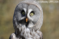 Great Grey  Owl at Haggerston Castle 31st March 2024