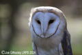 Barn Owl 31st March 2024