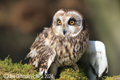 Short Eared Owl 31st March 2024