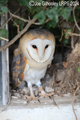 Barn Owl at Barmor Castle 31st March 2024
