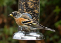 Brambling