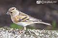 Bramblings in our garden 17th February 2018