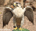Birds of Prey Falconry Scotland 3rd July  2019