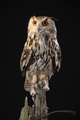 European Eagle Owl 19th May 2022