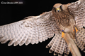 Female Kestrel in Flight 24th September 2023