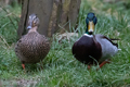 Mallard Ducks 21st March 2023