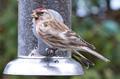 New bird in garden - a redpol April 2013
