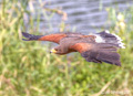 Owl and Hawk in Flight 