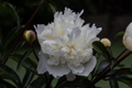 Peony Rose Bush in our rear Garden 