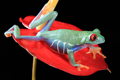 Red Eyed Tree Frog  23rd April 2023