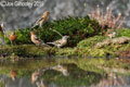 Ron McCombe's Bird Hide 20th March 2019