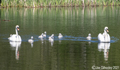 Swans & Cygnets Straiton Nature Reserve 31st May 2021