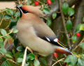 Waxwings in Loanhead - April 2013