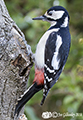 Great Spotted Woodpecker in garden