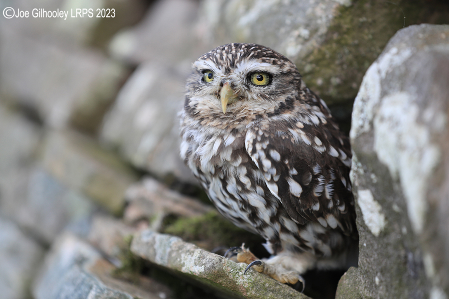 Little Owl