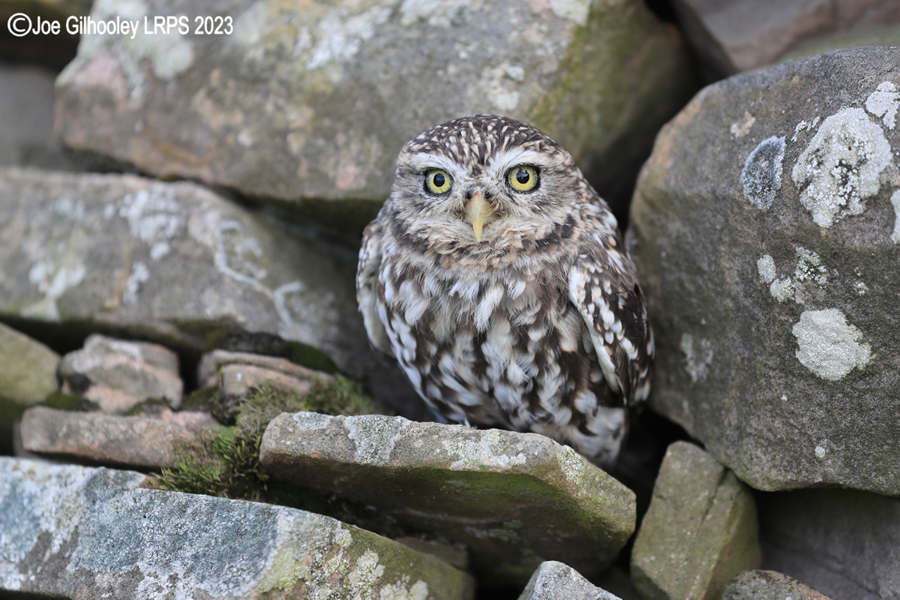Little Owl