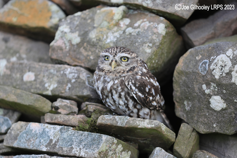 Little Owl