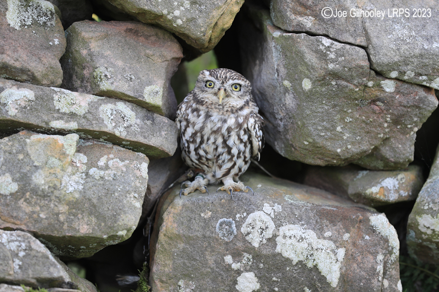 Little Owl