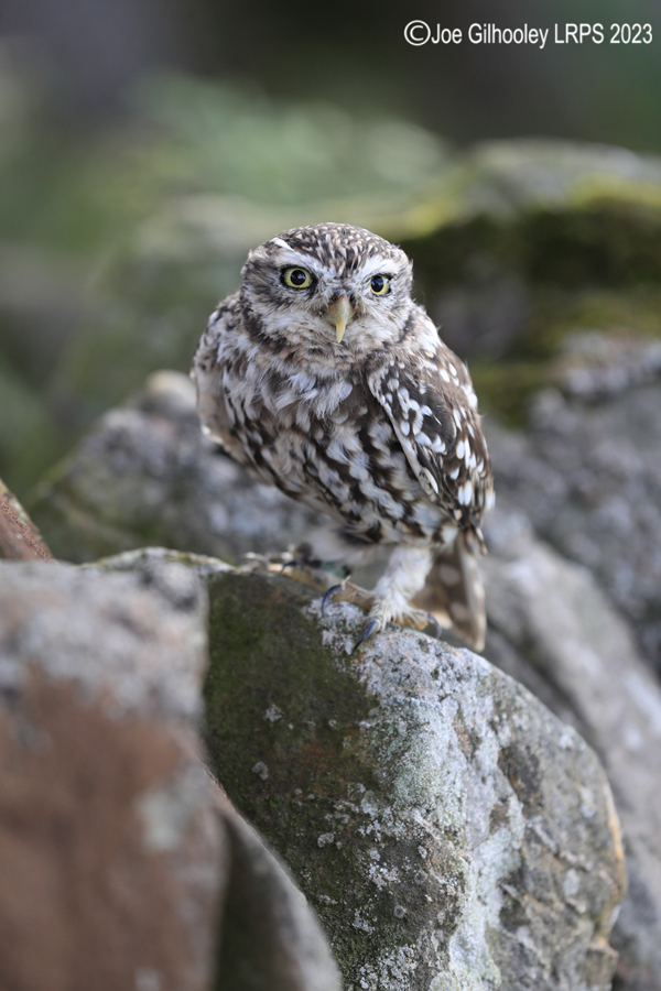 Little Owl