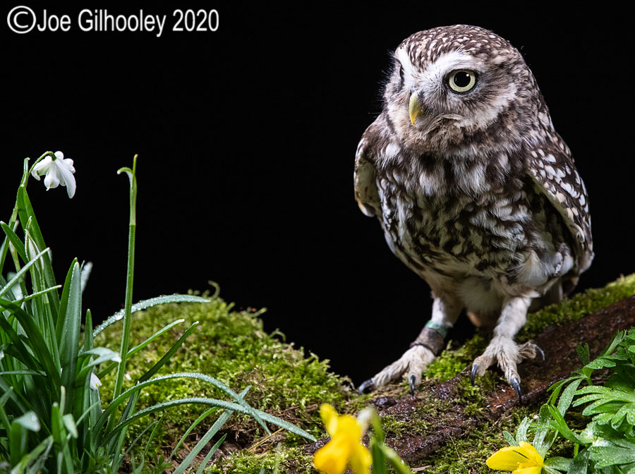 Little Owl 