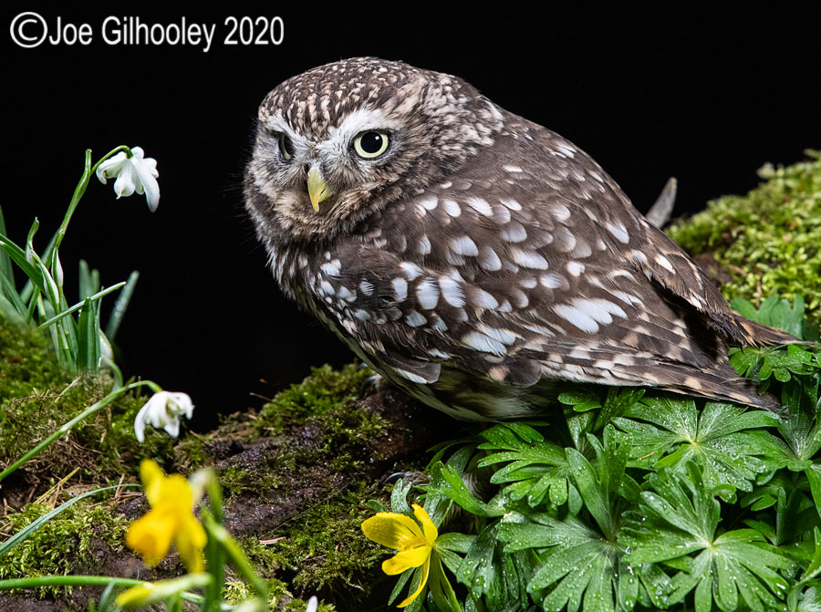 Little Owl 