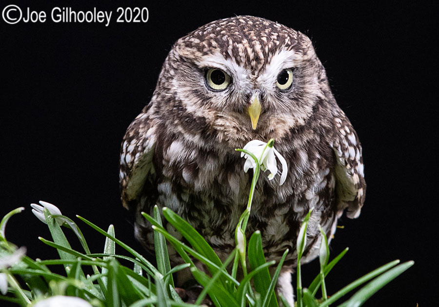 Little Owl 