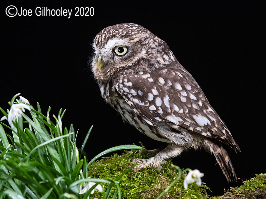 Little Owl 