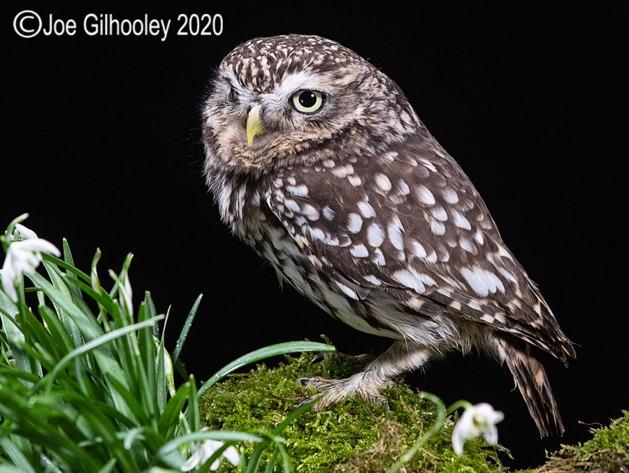 Little Owl 