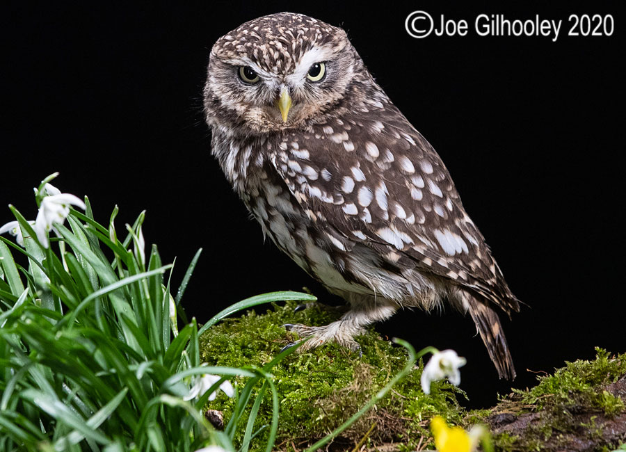 Little Owl 