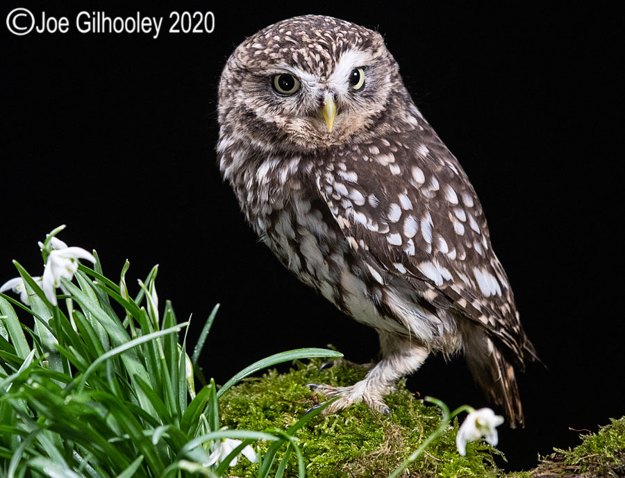 Little Owl 