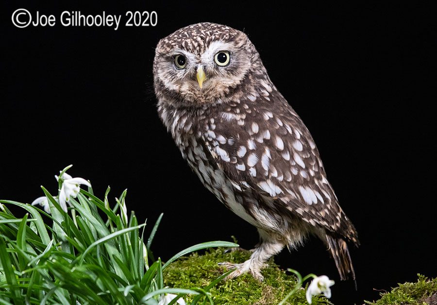 Little Owl 