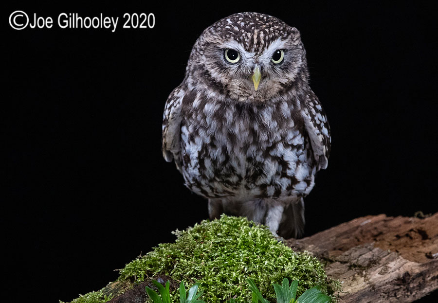 Little Owl 